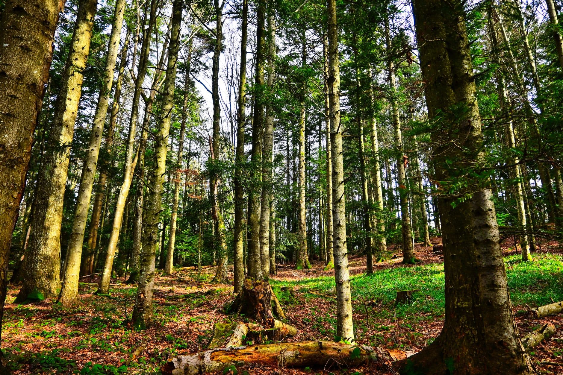 Smooth grey beech trunks in an Italian wood with autumn light