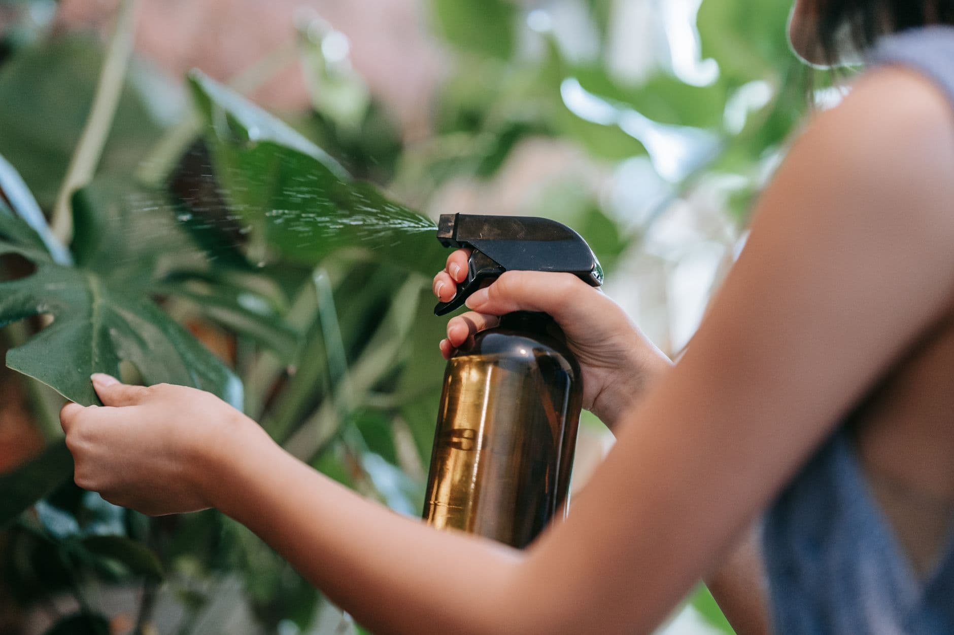 Hands misting the leaves of a houseplant with a spray bottle near a window