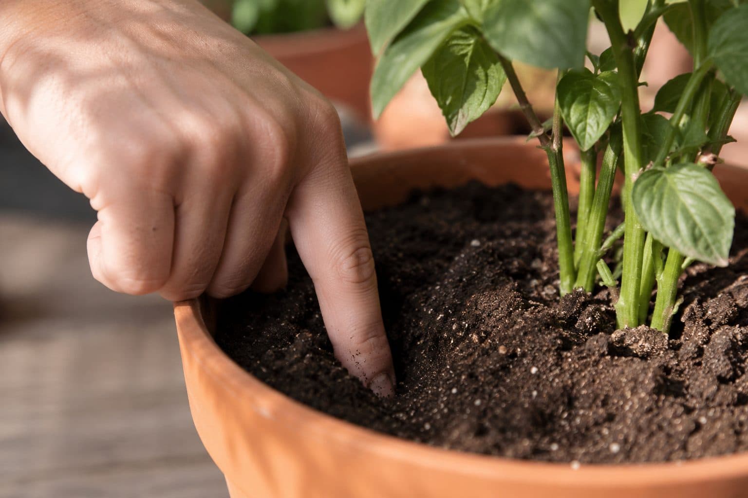 A finger pushed into a potted plant's soil to check if it is dry