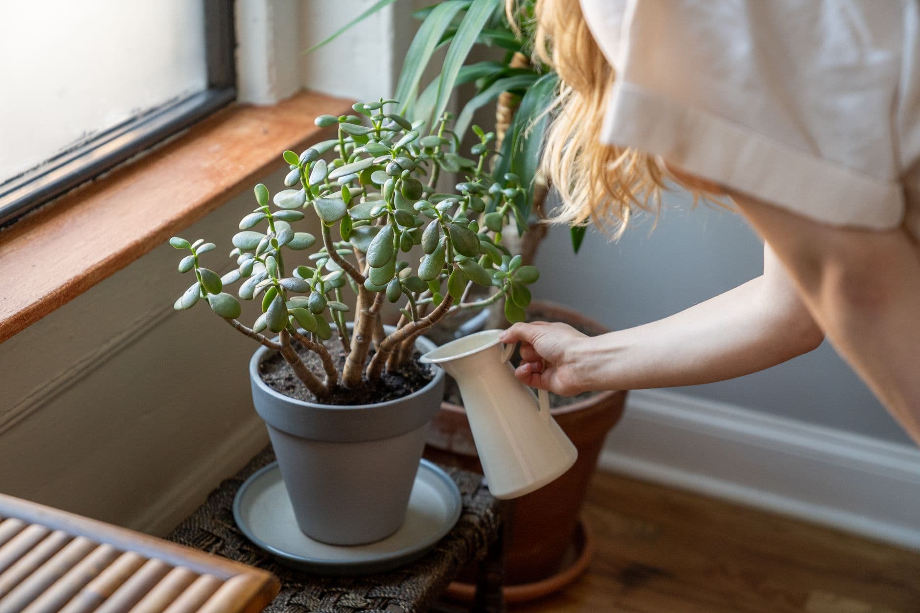 Person caring for houseplants near a bright window