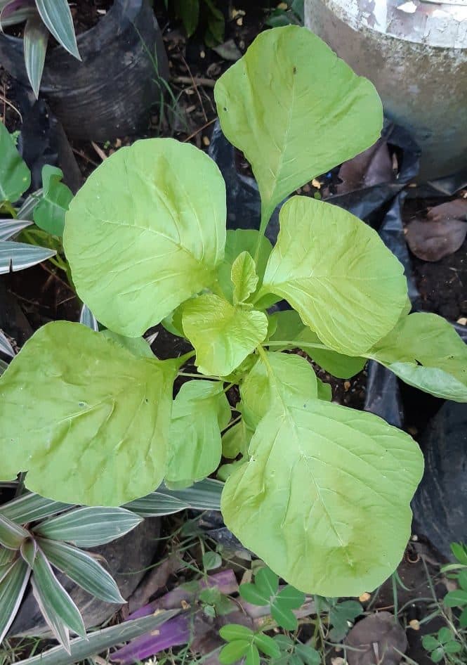 Young spinach plant with green leaves in full growth