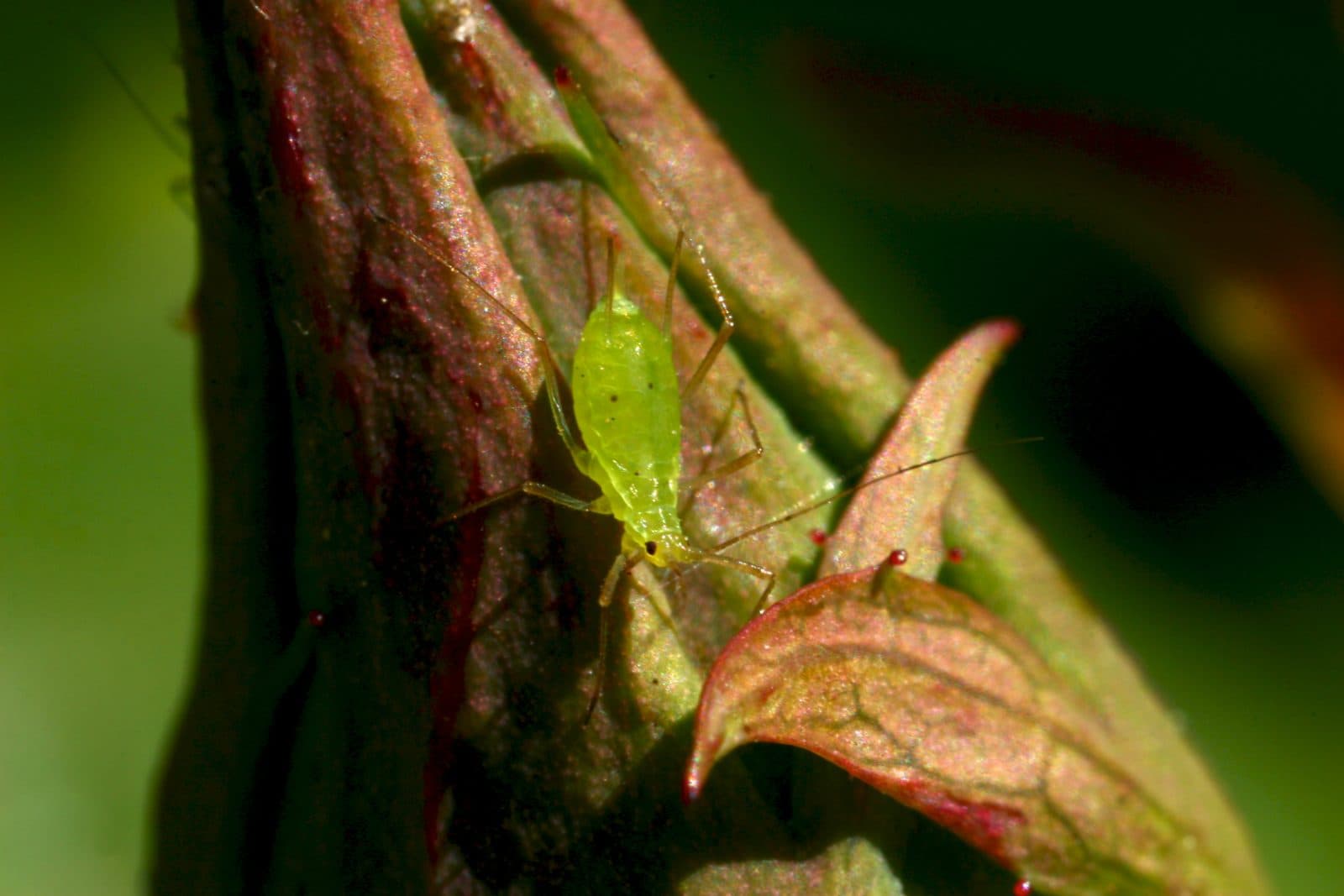 Close-up of a green aphid on a leaf, a sap-sucking pest that clusters on basil's tender shoot tips