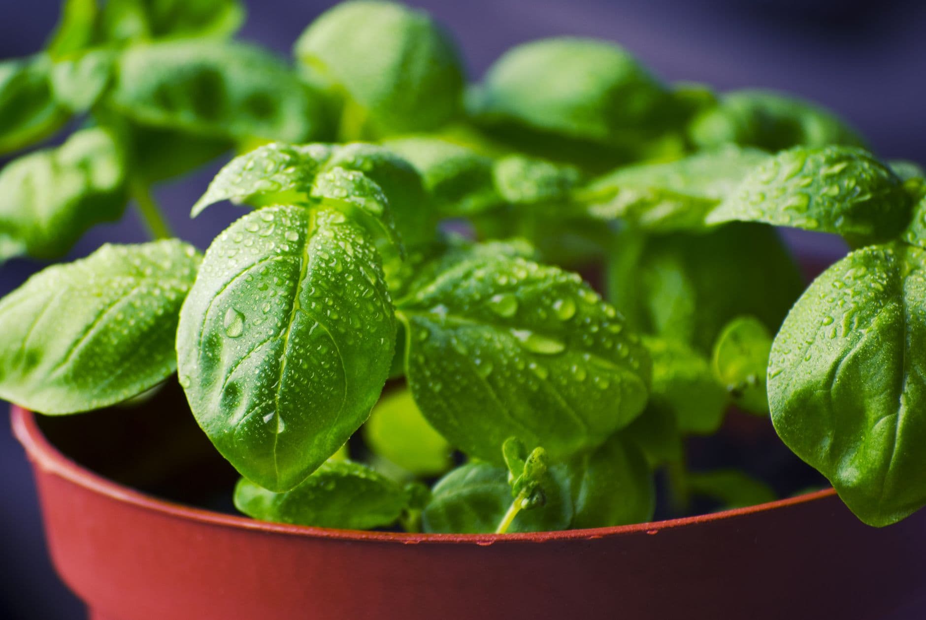 Thriving basil plant in a pot on a sunny balcony