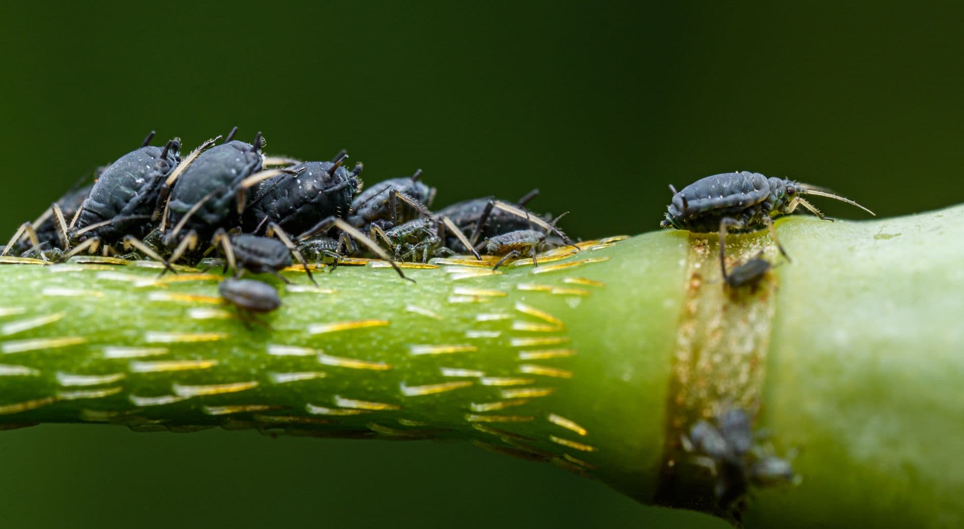 Cocciniglia cotonosa bianca annidata all'ascella delle foglie di una pianta d'appartamento