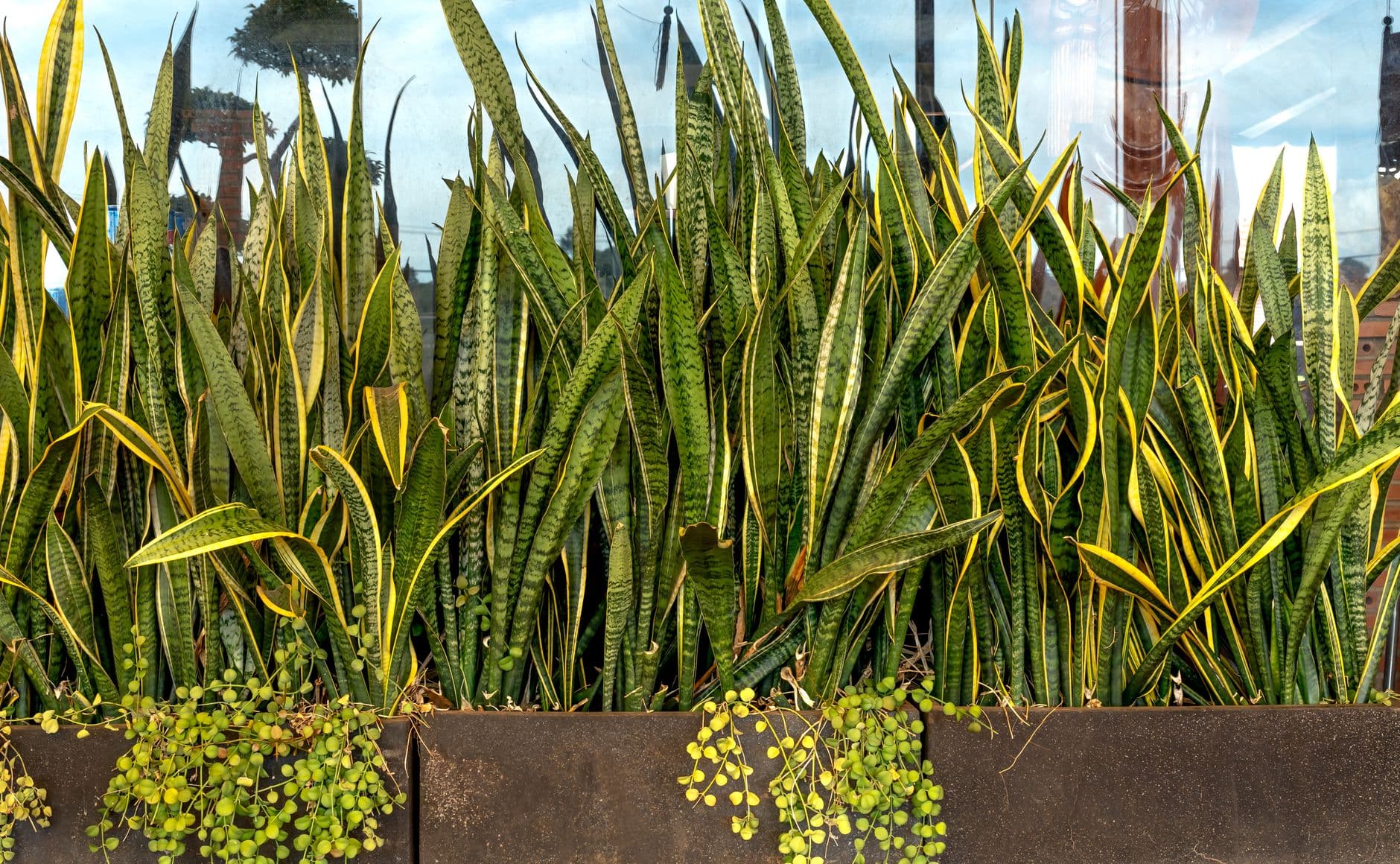 Sansevierias with stiff, variegated leaves in a large planter