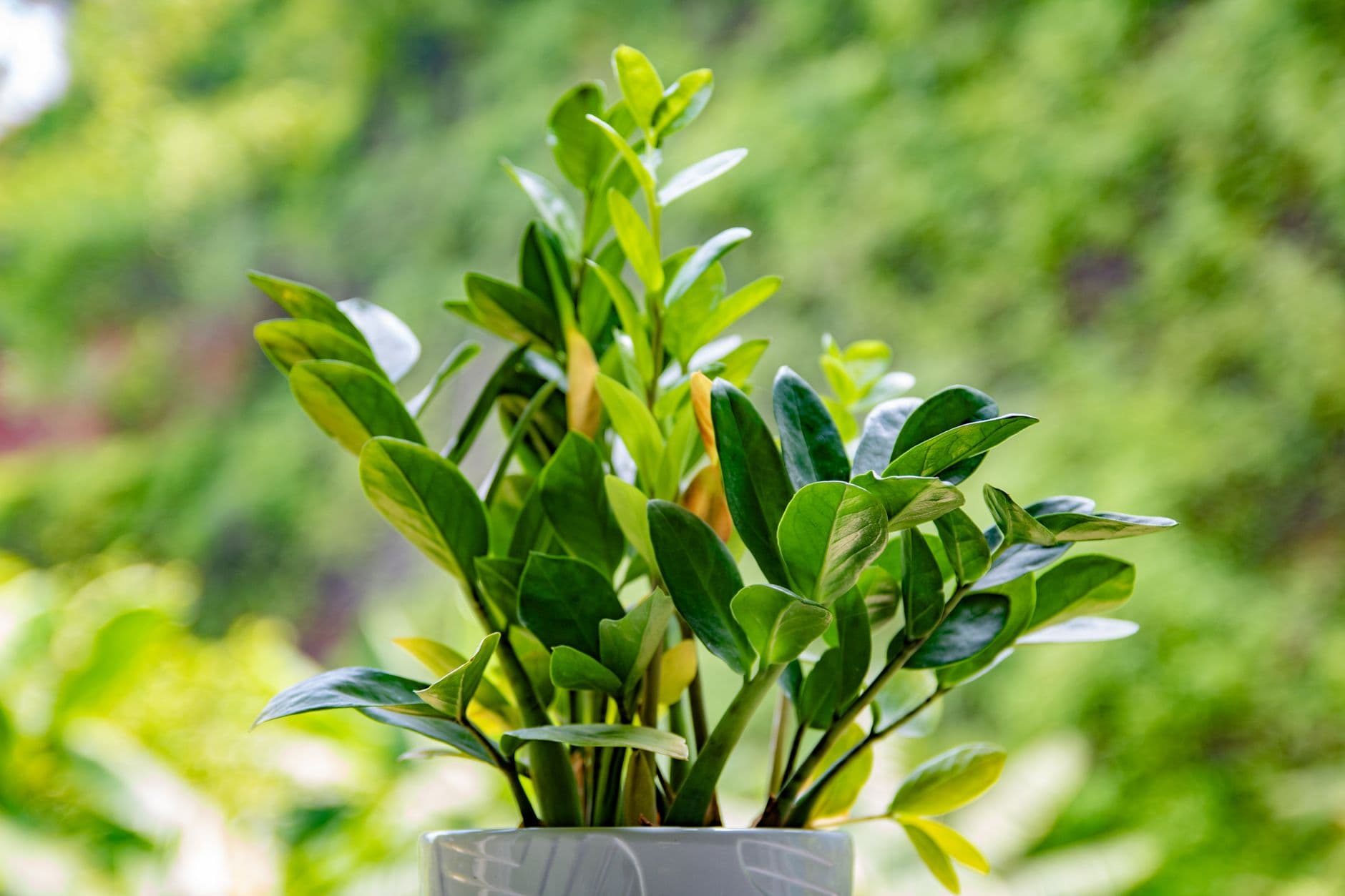 Zamioculcas in a light ceramic pot with glossy leaves