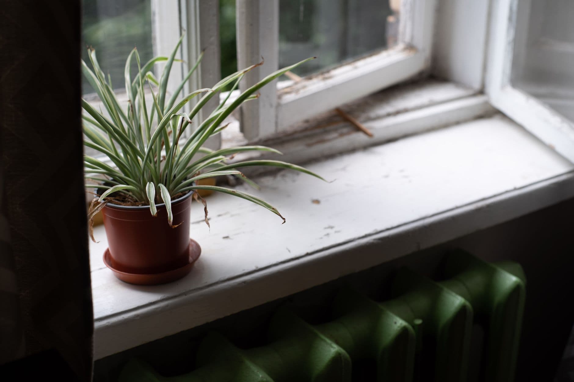 Potted spider plant on a windowsill with a radiator right below and dry leaf tips