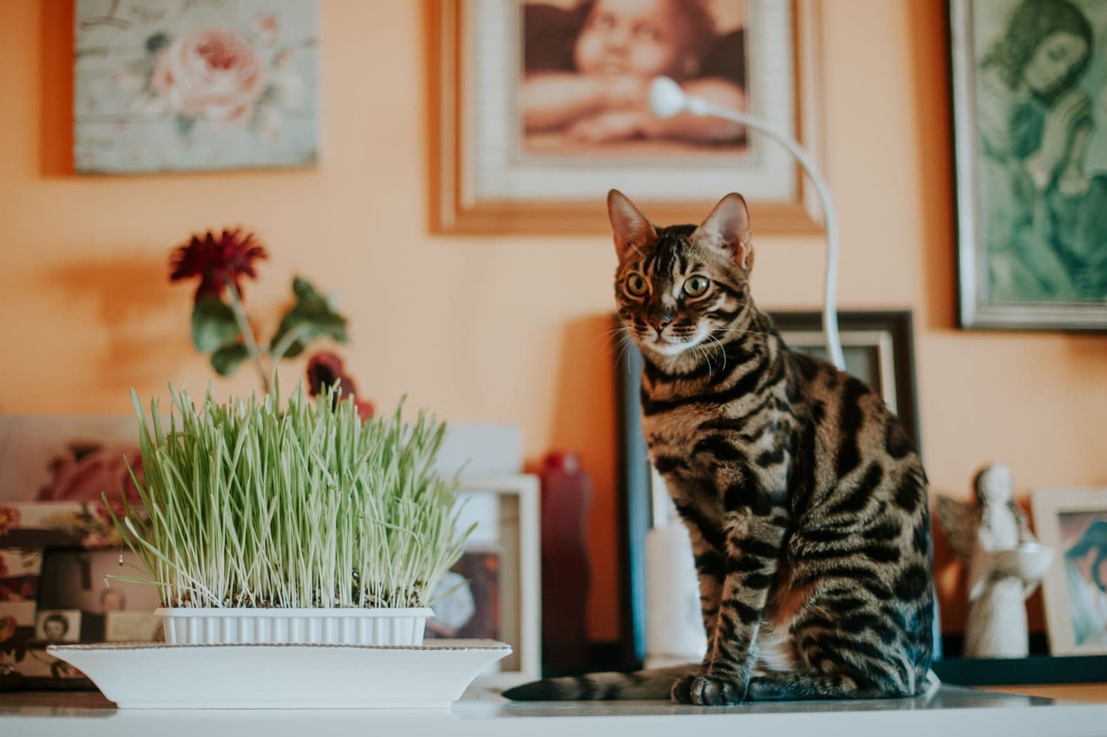 Cat sitting on a table beside a tray of cat grass