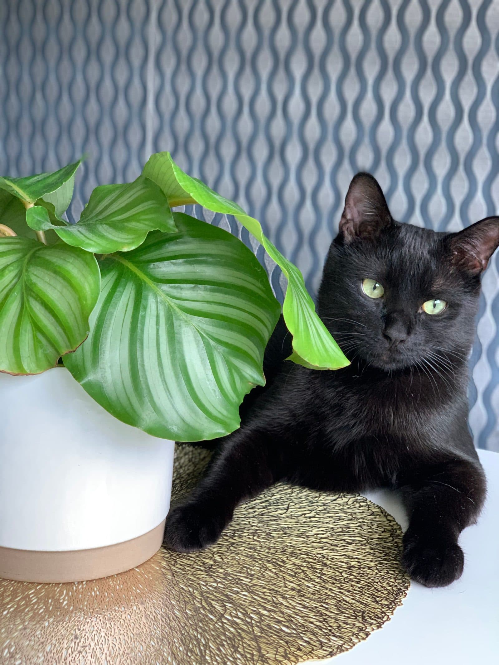 Black cat lying next to a potted calathea on a table