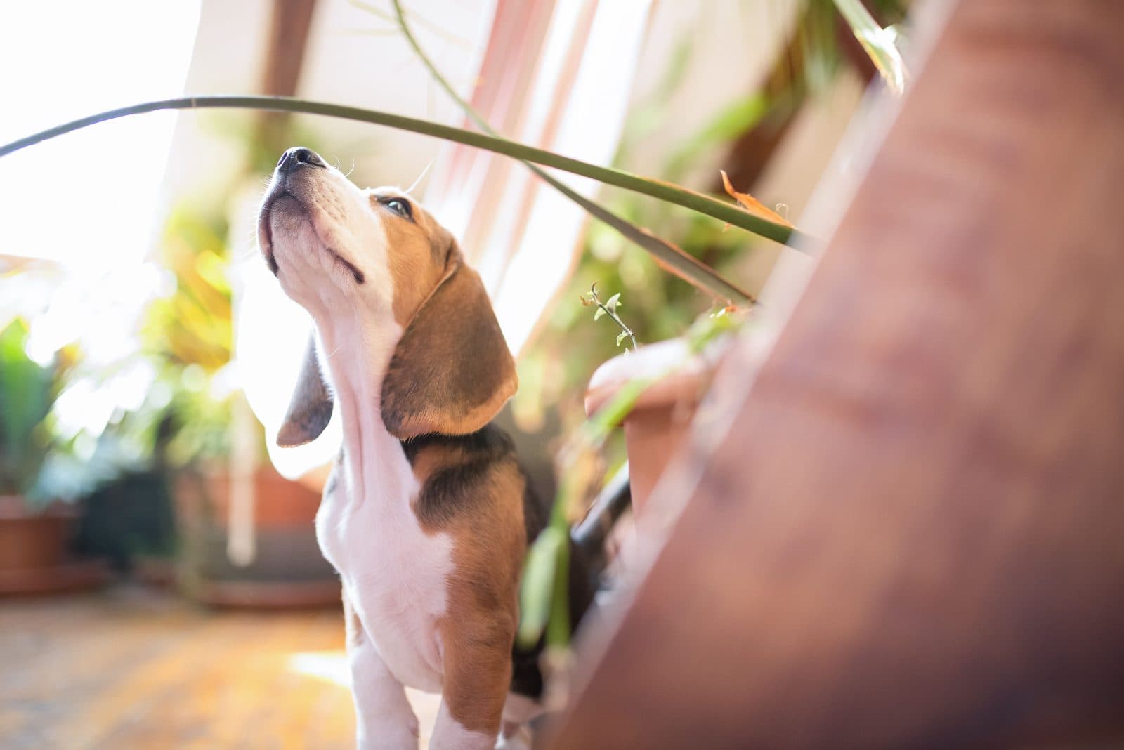Beagle puppy looking up at the leaves of a houseplant in a bright room